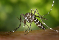 Κομισιόν: Εγκρίνει το εμβόλιο κατά του ιού Chikungunya- Χρηματοδοτεί νέο πρόγραμμα εκρίζωσης κουνουπιών