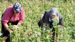 Επιδόματα συνολικού ύψους 3,8 εκατ. ευρώ στις τρίτεκνες &amp; πολύτεκνες αγρότισσες μητέρες