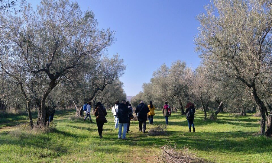 Ο ελαιοτουρισμός στο βόρειο μέτωπο της Κρήτη, απάντηση στον υπερτουρισμό