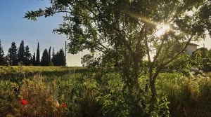 Θεσσαλονίκη: Επιχείρηση για τον εντοπισμό αγριογούρουνων στο άλσος των Συκεών