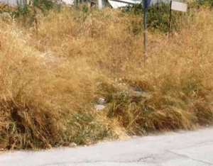 Παράταση, έως 30 Ιουνίου, για τις δηλώσεις καθαρισμού οικοπέδων στην ψηφιακή πλατφόρμα