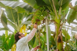 Η Chiquita παρουσιάζει τον Απολογισμό Βιωσιμότητας 2024-2025