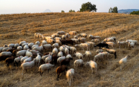 Πανώλη μικρών μηρυκαστικών: Περαιτέρω ελαφρύνσεις στα μέτρα για μετακινήσεις ζώντων ζώων