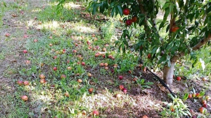 Καταστροφές σε αχλάδια και μήλα από χαλαζόπτωση στη Λάρισα