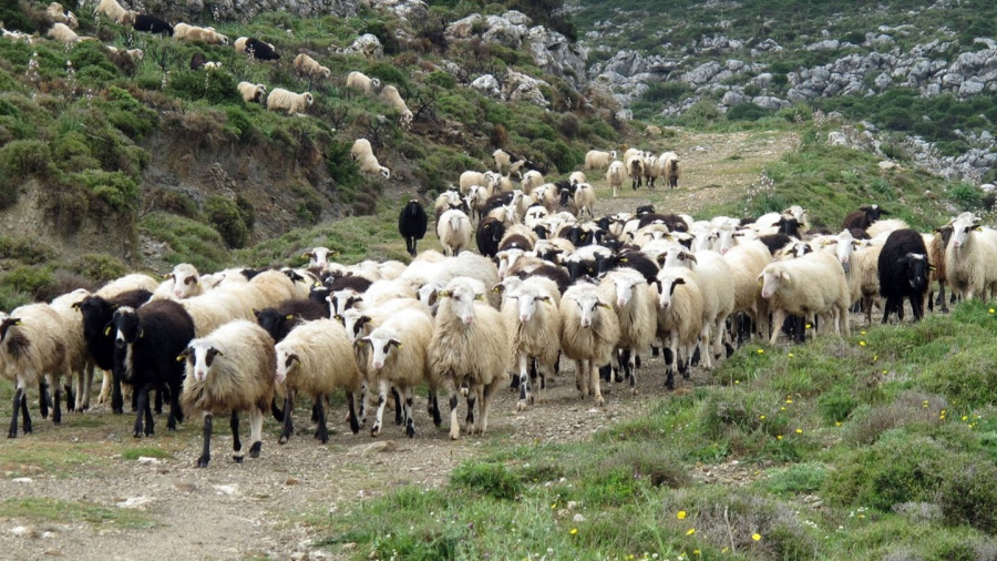 Θεσσαλία: Συνεχίζονται οι εντατικοί έλεγχοι για την πανώλη