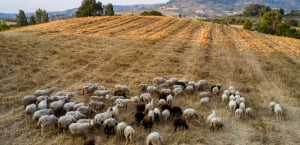 ΥΠΑΑΤ: Παρατείνονται τα μέτρα για την ευλογιά των προβάτων έως 22 Νοεμβρίου