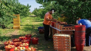 Αυξήθηκαν τα στρέμματα με παραμορφωμένα πυρηνόκαρπα στον κάμπο της Μακεδονίας -Το φαινόμενο «χτύπησε» και δαμάσκηνα