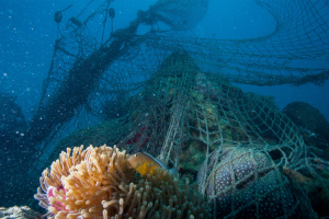 Η Νοvotel συνεργάζεται με το WWF για την προστασία των ωκεανών