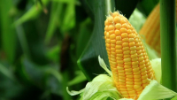 Κομισιόν: Ενέκρινε γενετικώς τροποποιημένες ποικιλίες αραβοσίτου για χρήση σε τρόφιμα και ζωοτροφές
